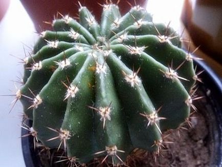 Kaktusz - a személyes tapasztalat a növekvő különböző kaktuszt
