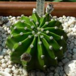 Cactus virágzik, mint a frekvencia otthon, ellátás, öntözés, ültetés és az átültetést
