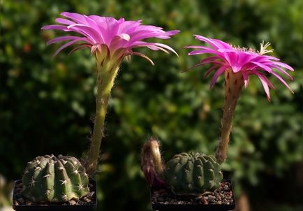 Cactus virágzik, mint a frekvencia otthon, ellátás, öntözés, ültetés és az átültetést