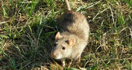 Hogyan lehet megölni elkapni a patkány (rat) Hogyan megölni egy patkány fogott