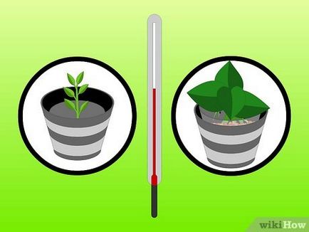 Hogyan növekszik szobanövények vízben (vízkultúrás)