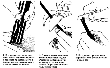 Hogyan növekszik glicin (glicin) Hogyan nő lila akác