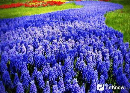 Hogyan növekszik a hazai muscari (Muscari) Hogyan növekszik a hazai muscari