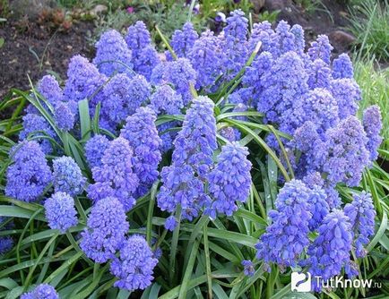 Hogyan növekszik a hazai muscari (növekvő) Hogyan növekszik a hazai muscari
