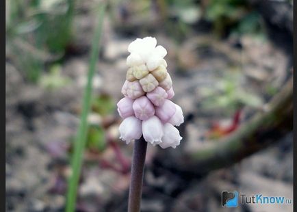 Hogyan növekszik a hazai muscari (virág) Hogyan növekszik a hazai muscari