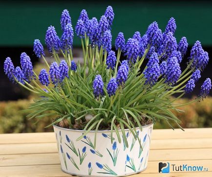 Hogyan növekszik a hazai muscari (Muscari) Hogyan növekszik a hazai muscari