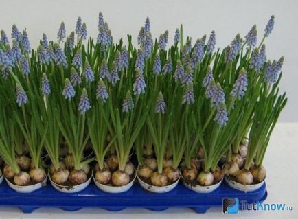 Hogyan növekszik a hazai muscari (növekvő) Hogyan növekszik a hazai muscari