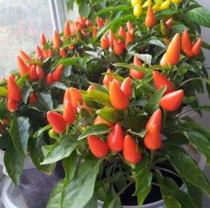 Hogyan növekszik chili paprika otthon egy ablakpárkányon