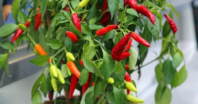 Hogyan nő chili paprika egy ablakpárkányon otthon