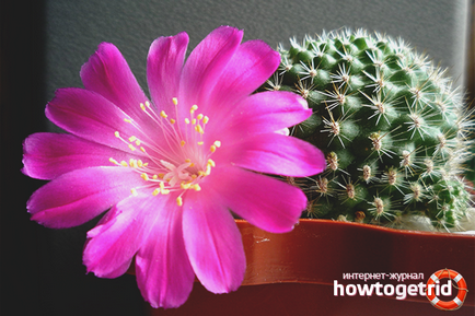 Hogyan, hogy a kaktuszok virágzás otthon