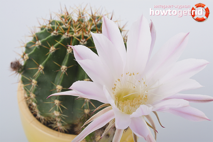 Hogyan, hogy a kaktuszok virágzás otthon