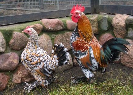 Törpe fajta csirkék egy leírást a top-5, fotó és videó