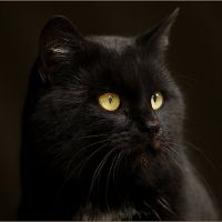 Miért álom egy fekete macska 1