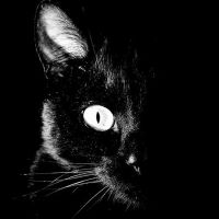Miért álom egy fekete macska 1