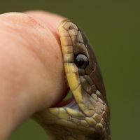 Miért álom egy kígyómarás 1