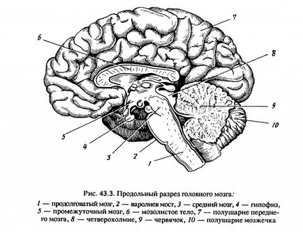 agyi ciszta típus, tünetei és kezelése