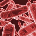 Klebsiella tünetek és Klebsiella pneumonia, Klebsiella egy kenetet, mint a gyógyítás klebsiellu