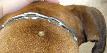 Atkák kutyák fotó, tünetek, kezelés, következményei kullancscsípés