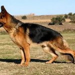 Kullancsok Kutyák - Tünetek és hogyan lehet
