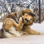 Kullancsok Kutyák - Tünetek és hogyan lehet