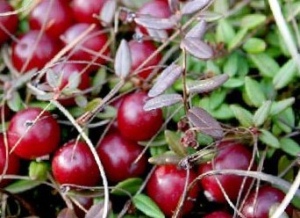 Cranberry - hasznos tulajdonságok és ellenjavallatok (hasznos) Cranberry - hasznos tulajdonságokat és ellenjavallatok