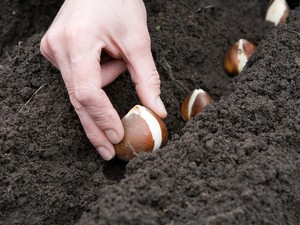 Mikor és hogyan jácint ültetett nyílt terepen ültető különös növény virág tavasszal,