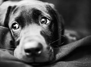 A vastagbélgyulladás Kutyák - okai, tünetei és kezelése