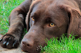 Colitis kutyák tünetei, kezelése
