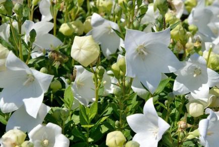 Bells évelő termesztése és gondozása virágok (növekvő) Harangok évelő termesztése és gondozása virágok
