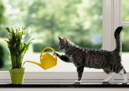Cserepes növények, veszélyes macskáknak