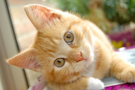 Cat köhög, mintha a torkán akadt, mit kell tennie, mint gyógyítani (treat) Cat köhög, mintha a torkán akadt, mit kell tennie, mint kezelni