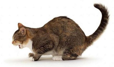 Cat köhög, mintha a torkán akadt, mit kell tennie, mint kezelni (köhögés) Cat köhög, mintha a torkán akadt, mit kell tennie, mint kezelni