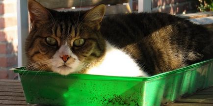 Cat sterilizálás után nem megy a WC lehetséges okai