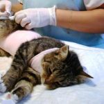 Cat sterilizálás után ellátás, nem megy a WC, és sokat alszik egész idő alatt, kérdezte a macska,