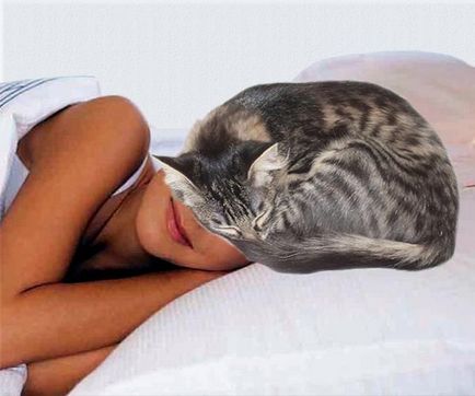 Macska alszik egy ember fejét jele