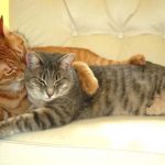 Cat Cat akar népi jogorvoslati, ha a sikoltozó hogyan nyugodt otthon