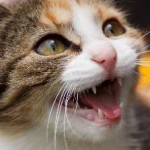 Cat Cat akar népi jogorvoslati, ha a sikoltozó hogyan nyugodt otthon