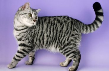 Áttekintést közös fajtájú macskák csíkos háziállat fotó