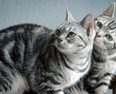 Áttekintést közös fajtájú macskák csíkos háziállat fotó