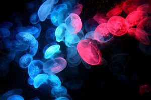Ki medúza informatív cikk a gyerekek medúza