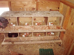 Csirke coops tyúkok építési és elrendezése a ház a kezét és a tollat ​​a csirkéket, fotók
