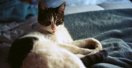 A kezelés a macskák (felinoterapiya)