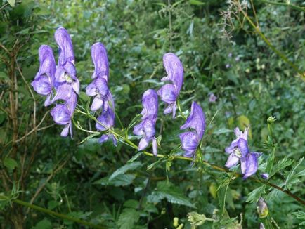 Kezelése tinktúra aconite