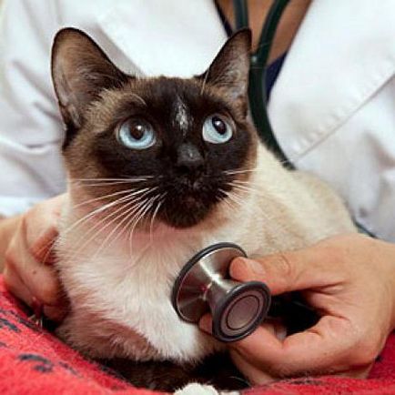 Medicine „liarsin” (macskák) használati utasítás