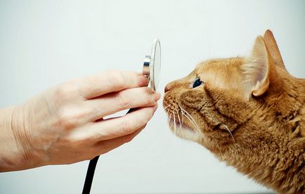 Liarsin macskáknak használati utasításokat és a visszacsatolás