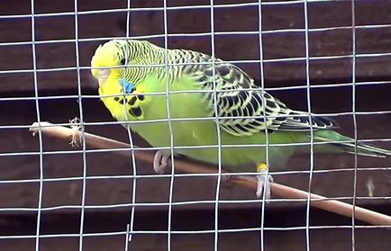 Molt a törpepapagájok amikor vedlik budgies (fotók) (papagájok) Molt a törpepapagájok amikor vedlik budgies (Fotók)