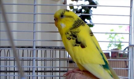 Molt a törpepapagájok amikor vedlik budgies (fotók) (vedlik) Molt a törpepapagájok amikor vedlik budgies (Fotók)