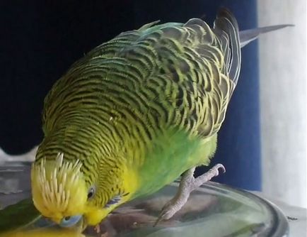 Molt a törpepapagájok amikor vedlik budgies (fotók) (hullámos) Molt a törpepapagájok amikor vedlik budgies (Fotók)