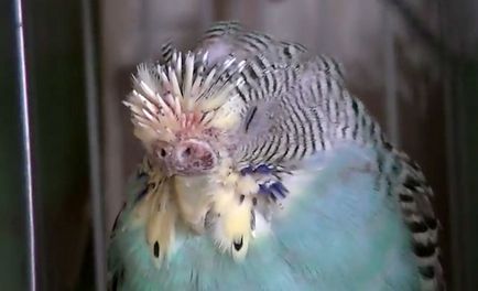 Molt a törpepapagájok amikor vedlik budgies (fotók) (hullámos) Molt a törpepapagájok amikor vedlik budgies (Fotók)