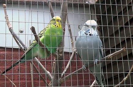 Molt a törpepapagájok amikor vedlik budgies (fotók) (hullámos) Molt a törpepapagájok amikor vedlik budgies (Fotók)
